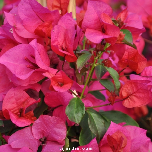 bougainvillier melgueil